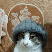 واگذاری گربه خانگی|گربه|مرند, |دیوار