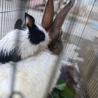 بچه خرگوش ناز