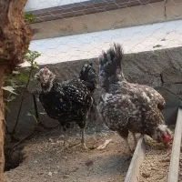 مرغ و خروس گلین اصیل زیبا
