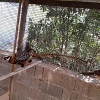 زیبا پرنده|پرنده|رامسر, |دیوار