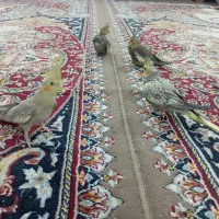 عروس دو ماه
