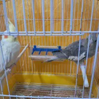 عروس هلندی آرام و دستی|پرنده|تاکستان, |دیوار