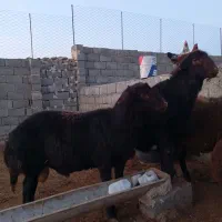 برهقوچی|حیوانات مزرعه|میان جلگه, |دیوار