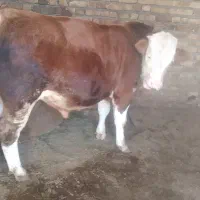 گوساله نرسیمینتال