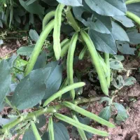 باقلاتازه چین