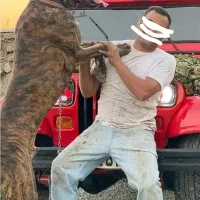 واگذاری سگ گریت دین گریدین نگهبان نر|سگ|تهران, شهرک امید|دیوار