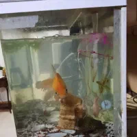 آکواریوم همراه با ماهیاش