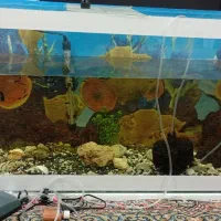 آکواریوم|ماهی|رفسنجان, |دیوار