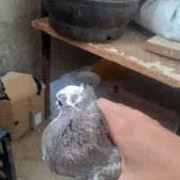 کفتر پرشی