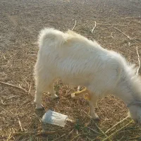 کهره فروشی،موجود میباشد