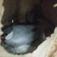 جفت فنچ نرگسی سیلور