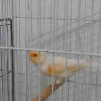 قناری نر مست خون