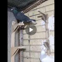 کفتر (کبوتر)|حیوانات|شیراز, ده پیاله|دیوار