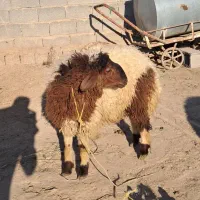 2راس به چا و درجه 1 خروف