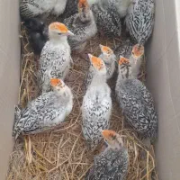 فروش جوجه بوقلمون و جوجه اردک