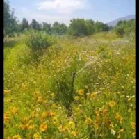 باغ شهر ۱۰۰۰ متری مزرعه سبز