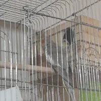 یک جفت عروس هلندی