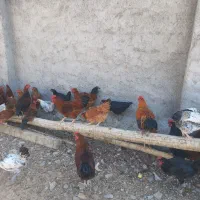 فروش ۲۰ عدد مرغ تازه تخم اومدن