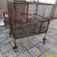 جامرغی بزرگ