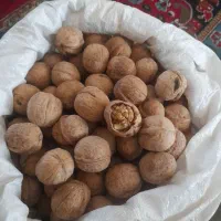گردو
