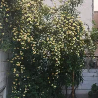 واحد 56متری