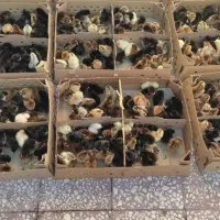 فروش مستقیم انواع جوجه باکیفیت پرورشی|حیوانات مزرعه|نورآباد ممسنی, |دیوار