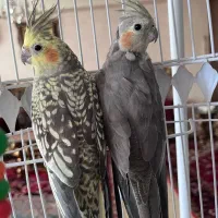 دو عدد عروس هلندی ماده