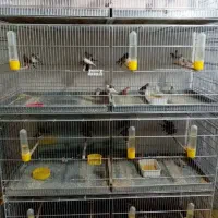 فنچ ومرغ عشق