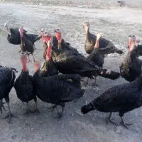 بوقلمون برنز|حیوانات مزرعه|مشهد, نیزه|دیوار