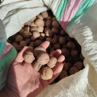 فروش ۴۰۰کیلو بادام شیرین|خوردنی و آشامیدنی|شیراز, شهرک گلستان|دیوار