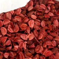 گل برگ خشک شده سالم