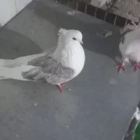 کبوتر نوک ریز|پرنده|مینودشت, |دیوار