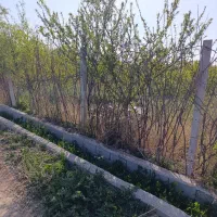 باغچه-پیشک-2ماهدشت