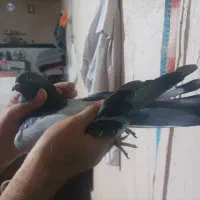 فروش کبوتر سبز