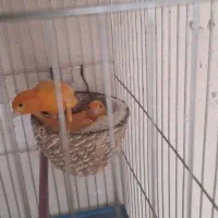 قناری نروماده سرخ