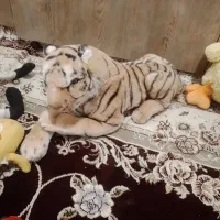 عروسک|اسباببازی|تبریز, |دیوار