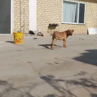 توله ۵ ماهه پیتبول|سگ|بوکان, |دیوار