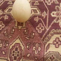 اردک تخمی|حیوانات مزرعه|بیرجند, |دیوار