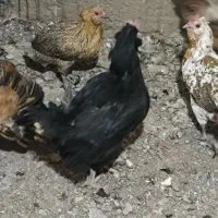 مرغ محلی خروس گلین لری