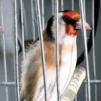 سهره نر جوجه قفس مست گلدار روانی
