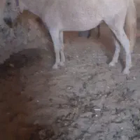 مادیان قاطر آبستن ۷ساله|اسب و تجهیزات اسبسواری|ملکشاهی, |دیوار