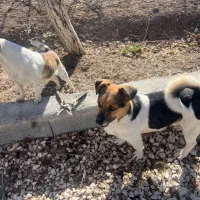 سگ جکراسل|سگ|مرودشت, ژیان|دیوار