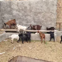 بز بزغاله همراه با قصاب