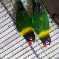 طوطی کوتوله برزیلی یقه زرد نر و ماده