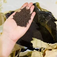 چای خارجی کله مورچه(عمده وتک)