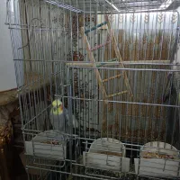 عروس هلندی نر وماده|پرنده|سرپل ذهاب, |دیوار