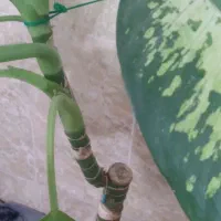 گل طبیعی|گل و گیاه طبیعی|قم, شهید صیاد شیرازی|دیوار