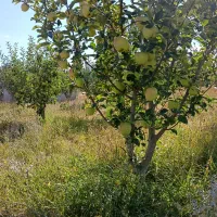 کارگر خانم جهت چیدن میوه