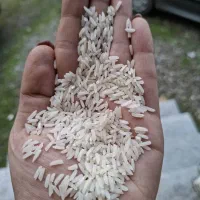 برنج هاشمی اعلا درجه یک|خوردنی و آشامیدنی|تالش, هشتپر|دیوار