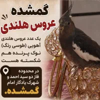 عروس هلندی